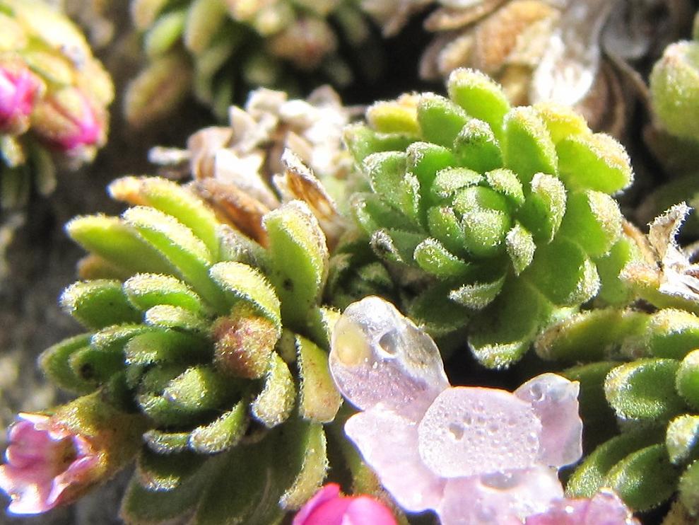 Androsace alpina